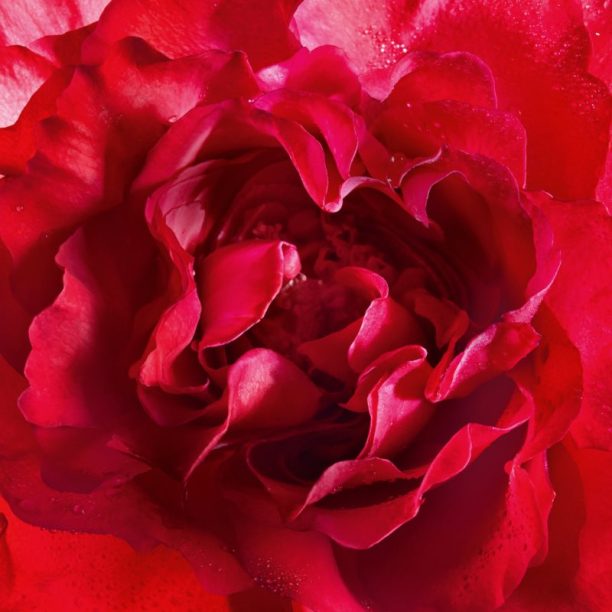 GUERLAIN Mon Guerlain Bloom of Rose парфюмна вода за жени 100 мл. купи на топ цена