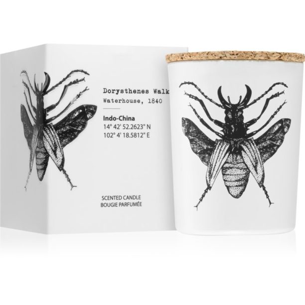 Insect Dorysthenes Walkeri Vila Hermanos Insect Dorysthenes Walkeri ароматна свещ 75 гр. - оригинален продукт