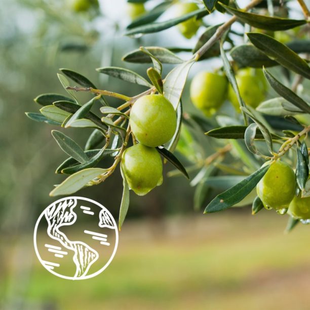 Le Petit Marseillais Olive Leaf Bio Organic освежаващ душ гел 250 мл. купи на топ цена