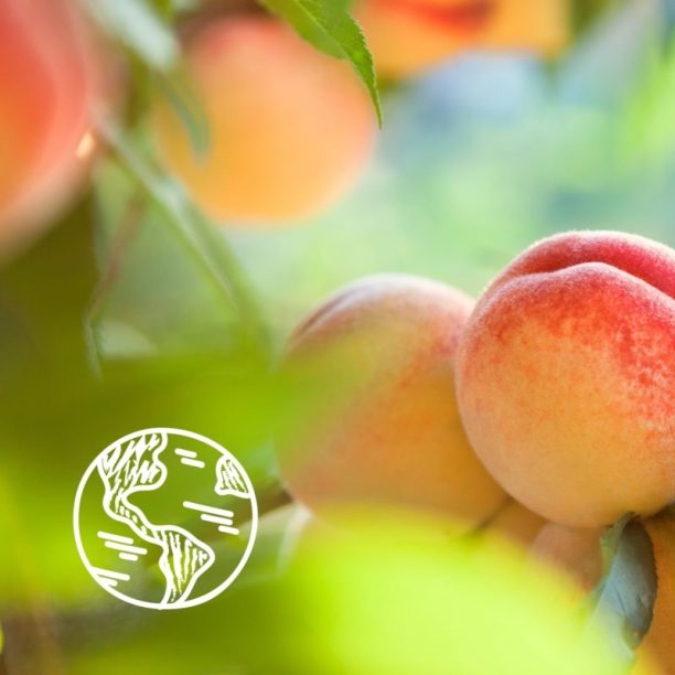 Le Petit Marseillais White Peach & Nectarine Bio нежен душ гел 250 мл. купи на топ цена